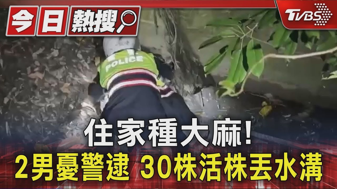 住家種大麻!2男憂警逮 30株活株丟水溝