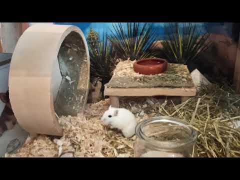 VG von Frida und Nele (erster Seitentausch)