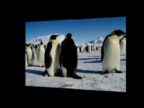 Imágenes de especies de Pingüinos en la Antártida 