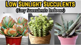 41 Low Sunlight Succulents | No Need Sunlight Succulents