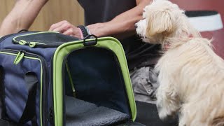 How to Get Your Dog Accustomed to a Travel Carrier