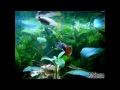 FaTedev nano aquarium update March 1st 2014