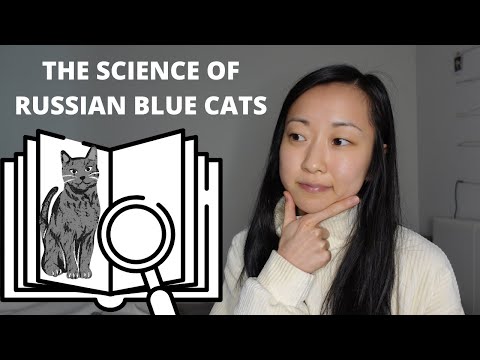 Russian Blue cat traits: What the science says