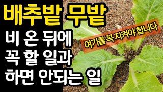 배추밭 무밭 비온뒤에 꼭 해야할 일과 절대 하면 안되는 일