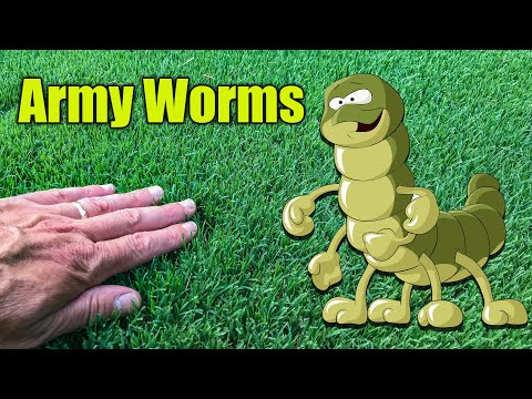 How to Kill Army Worms in the Lawn