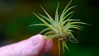 How Air Plants Grow Without Soil | The New Yorker