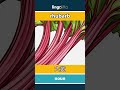 rhubarb - 大黄 video thumbnail