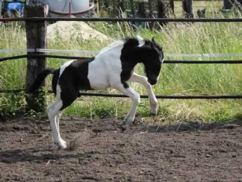 Barockpintofohlen Nanou -  die ersten 19 Tage