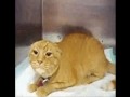 Very Angry Cat