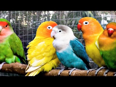 Lovebirds singing and chirping (1 hour) Agapornis sound