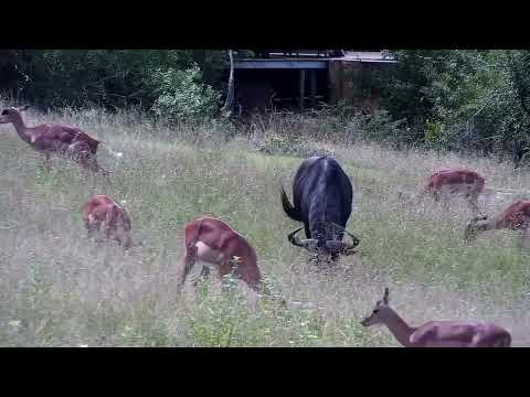 Djuma: Impalas and Wildebeest bull - 14:10 - 02/02/2023