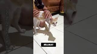 Download lagu π The Story of Opuk, a Warrior Cat Who Lost a Paw But Never Gave Up mp3 Download lagu π The Story of Opuk, a Warrior Cat Who Lost a Paw But Never Gave Up mp3
