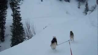 preview picture of video 'Ski-chiens (12), avec Saskia et Jiro, à Morgins'