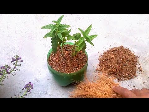 Grow plants faster using coco peat/ how to use coco peat for...