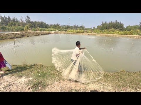 Net Fishing Video - Very Amazing Skill Cast Net Fishing In River - Best Net Fishing 