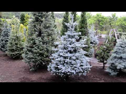 園芸 コロラドスプルース、ブルーモミ、ブルースプルース