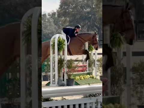 Palermo showing in Ocala FL