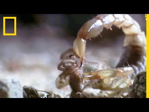 Scorpion VS mygale !