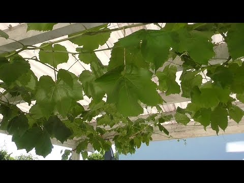 Projekt Vindrue tag 2018.