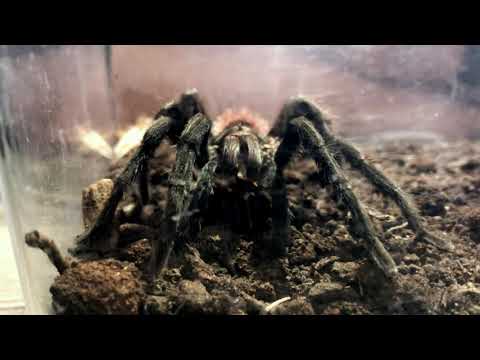 Tarantula (Tarantula's behaviour)