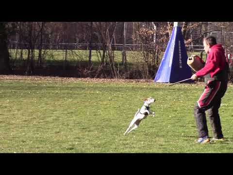 Maya Schutzdienst Frühjahr 2021