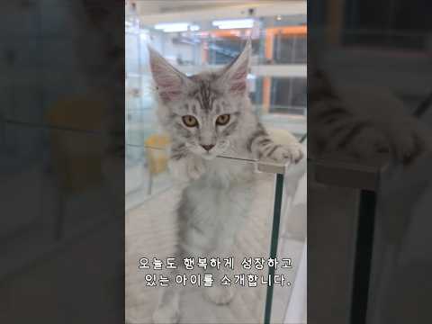 이 발 보이면 그냥 못 지나갑니다