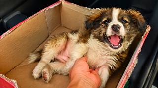 We Rescued a Playful Puppy