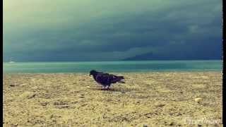 Georg Kreisler - Tauben vergiften