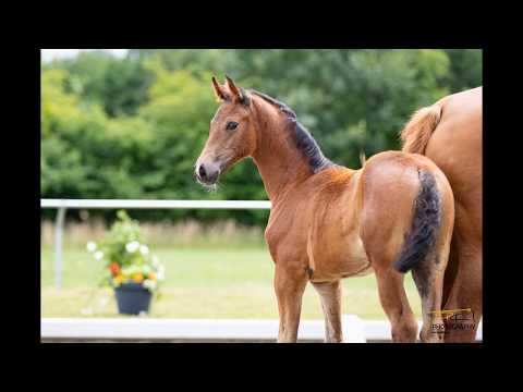 Nr. 14 Stute von For Dance-Alabaster-White Star