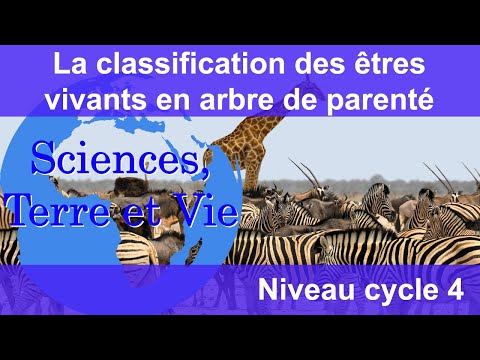 La classification des êtres vivants en arbre de parenté