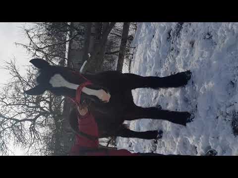 Caii lui Neagu(Cauasd)