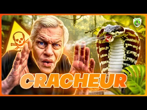 LE COBRA CRACHEUR !