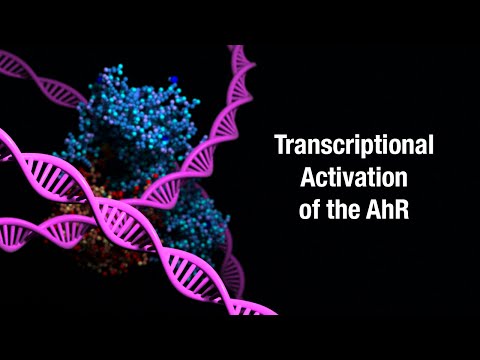 Transcriptional Activation of the AhR