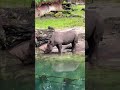 Rhino At Disney Safari Rhino Safari Animalkingdom Animalshorts