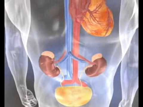 Reis doorheen de nierfunctie