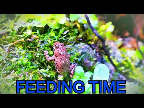 FEEDING TIME! - Dart Frogs & Fire Bellied Toads