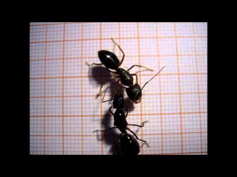 Camponotus fellah Intermorphic females