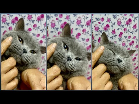 British Short Hair Cuddle to Human | GenaroMi Vlogs #shorts #humanandcat #smudge #brits