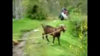 Them Bones (Goat Edition) Alice In Chains