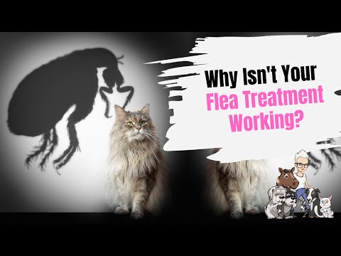 Episode 75: Why Isn't Your Flea Treatment Working?