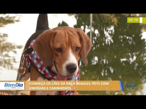 Conheça os cães da raça Beagles: Pets com energia e carinhosos 11 08 2021