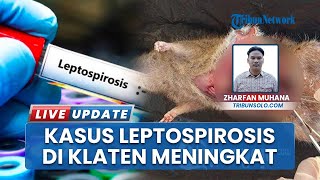 Kasus Leptospirosis di Klaten Meningkat Pesat hingga Juli 2025: 97 Warga Terinfeksi, 18 Meninggal
