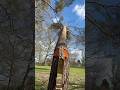 Felling technique #outdoorwork #woodscraft #woodwork #wood #chainsaw #farming #diy #carpentry