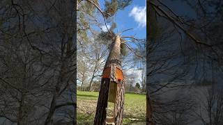 Download lagu Felling technique #outdoorwork #woodscraft #woodwork #wood #chainsaw #farming #diy #carpentry mp3 Download lagu Felling technique #outdoorwork #woodscraft #woodwork #wood #chainsaw #farming #diy #carpentry mp3