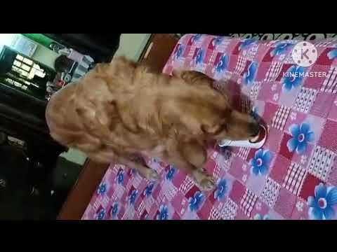 popins ice- cream eating time.