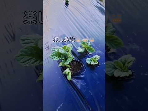 ジャガイモの栽培 品種の違い 収量の違い