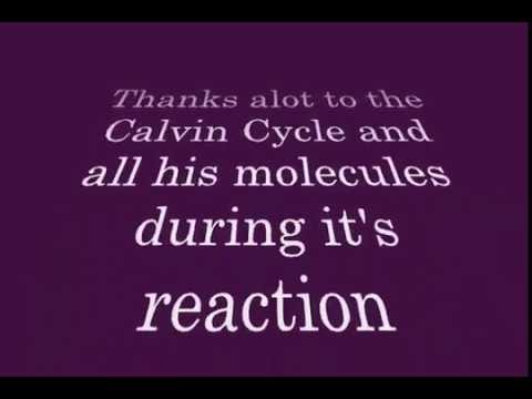 The Calvin Cycle Drama