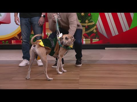 "Operation: Santa Paws" Benefitting Chicago's Anti-Cruelty - YouTube