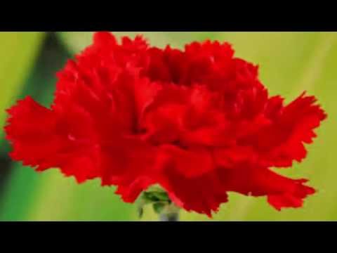 download lagu mp3 mp4 Donde Vive El Clavel Rojo, download lagu Donde Vive El Clavel Rojo gratis, unduh video klip Donde Vive El Clavel Rojo