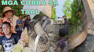MGA COBRA SA TAAL  BATANGAS AT ISANG BAYAWAK